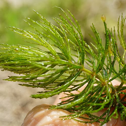 Lush Hornwort Aquatic Plant