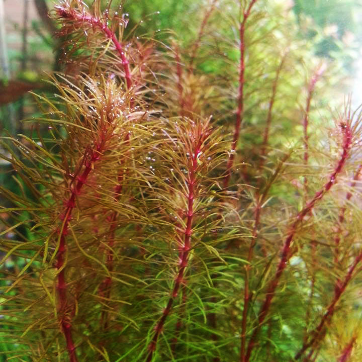 Vietnamese Rotala (Rotala Vietnam)