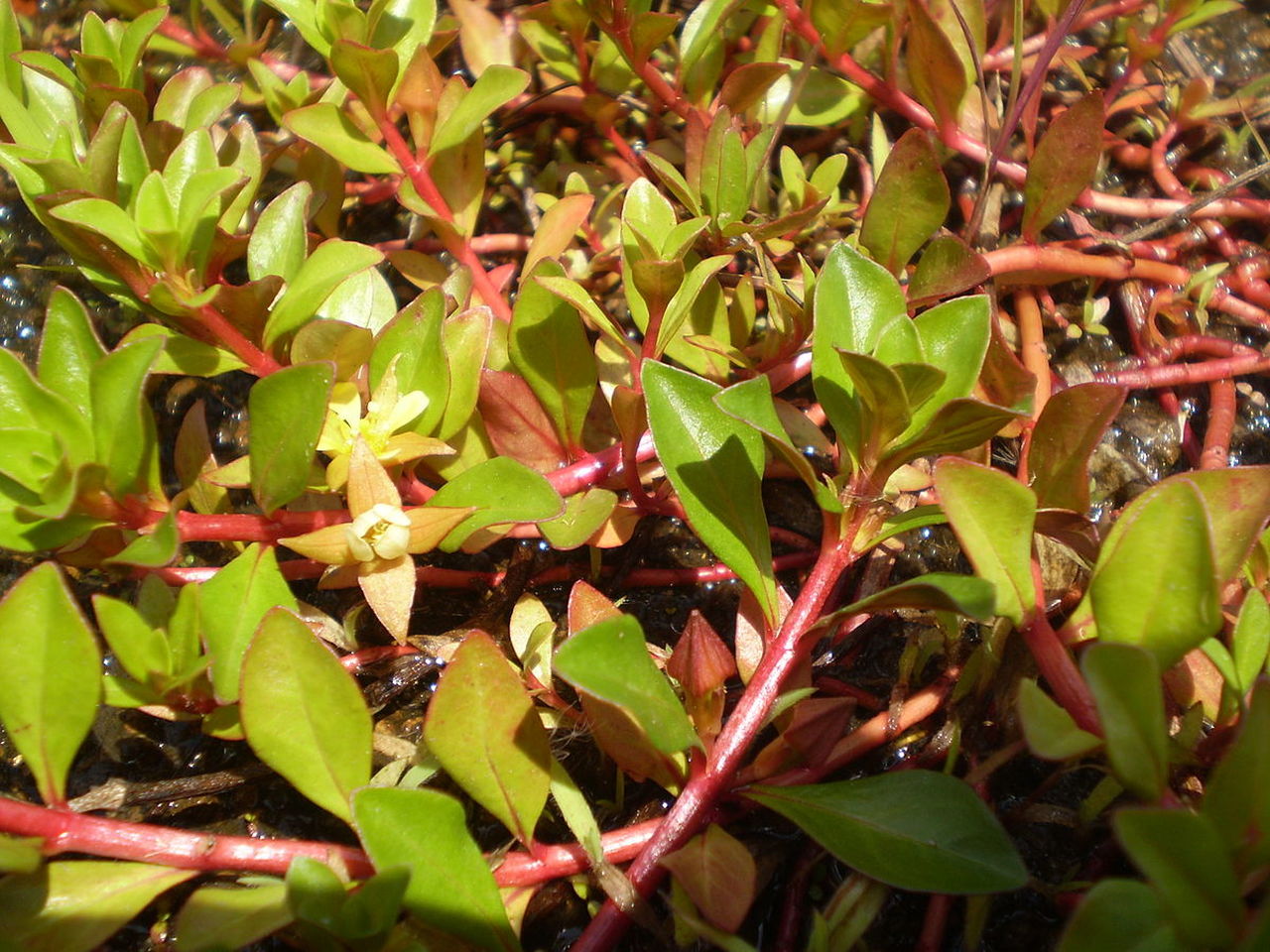 Ludwigia Repens sp