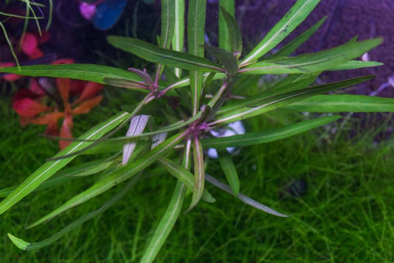 Hygrophila Corymbosa Var. N