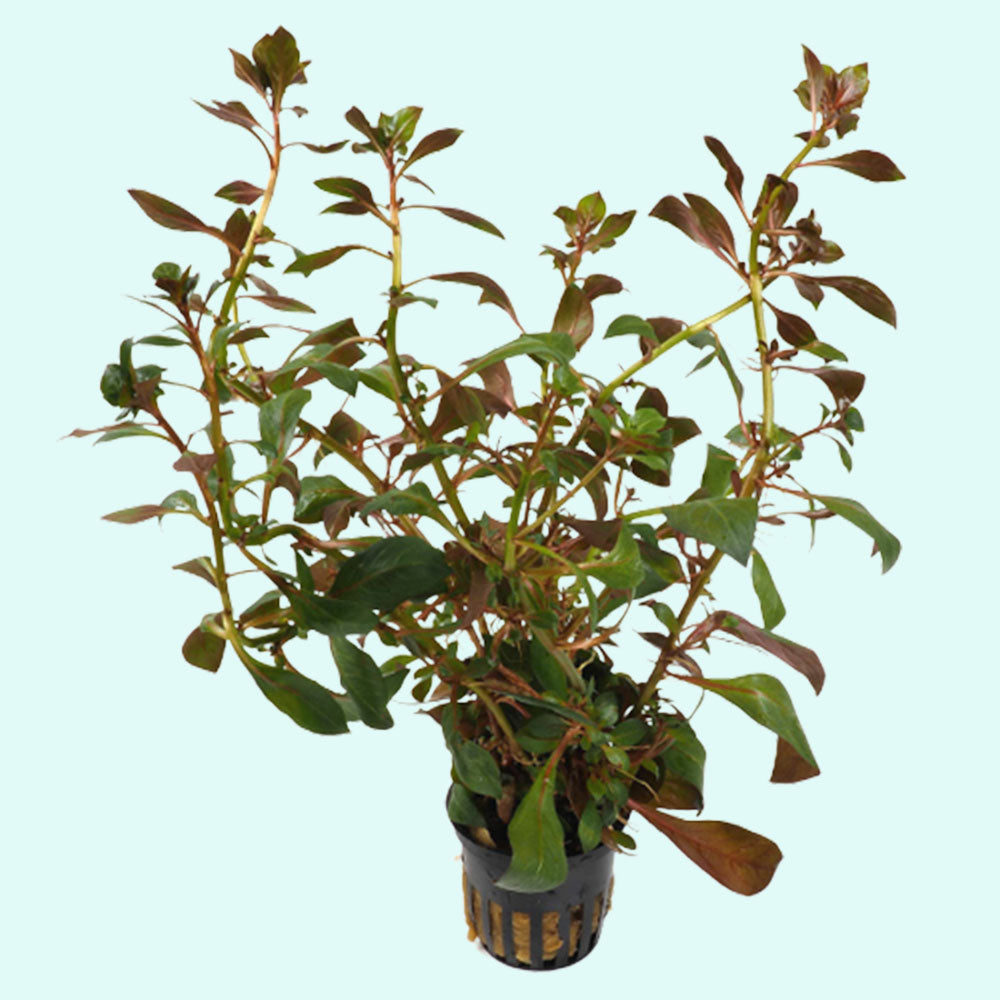 Ludwigia Repens (Rubin)