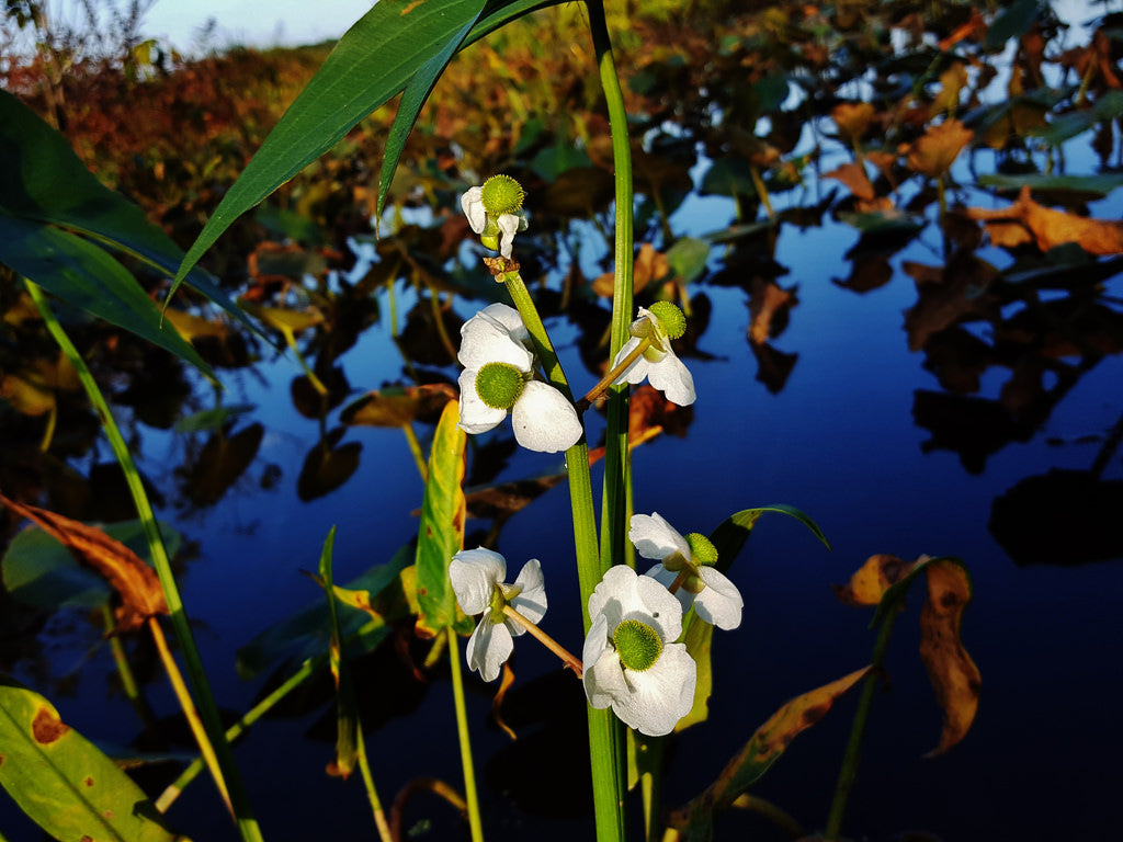 Dwarf Sagittaria (Broadleaf)