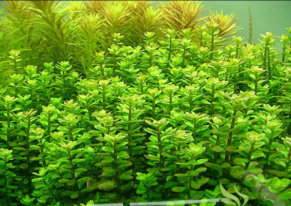 Rotala Indica Rotundifolia