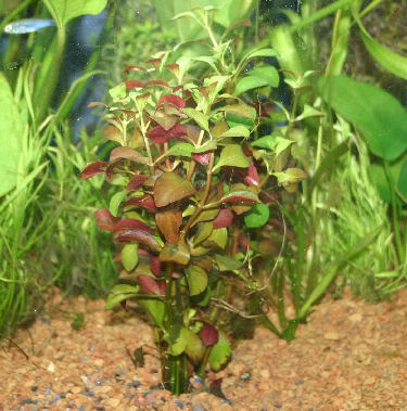 Aquatic Ludwigia Repens Mini, red and green, Texas.