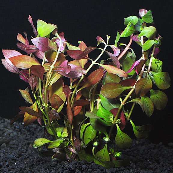 Ludwigia Repens Mini, vibrant red leaves, Texas garden.