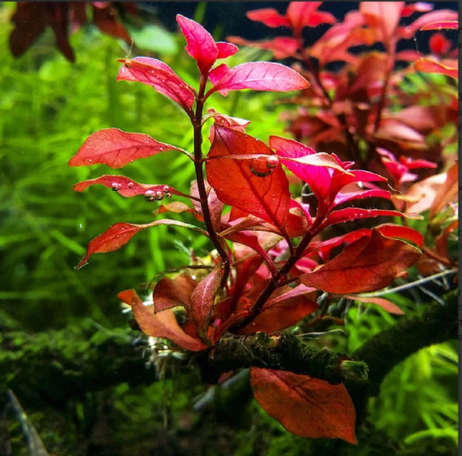 Ludwigia Repens Super Red Mini, tank plant, USA store.