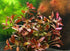 Ludwigia Repens Super Red Mini, live plant, USA online.