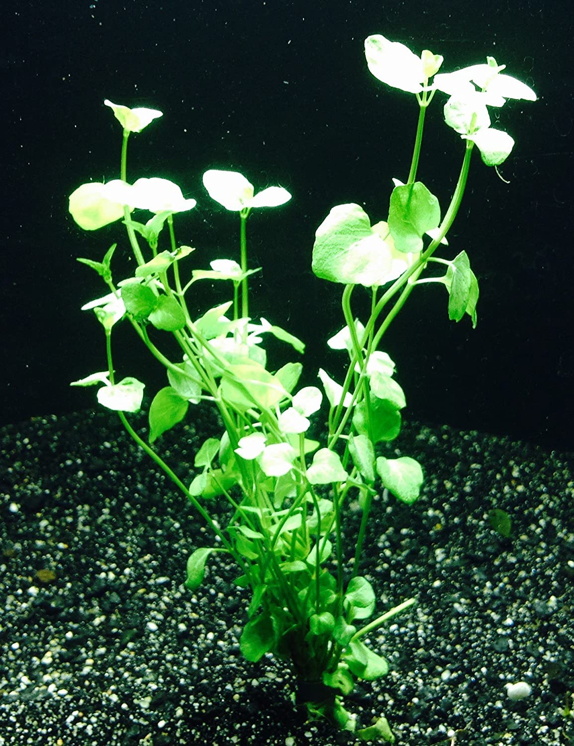 Mint Charlie (Micromeria Brownei), herb aquarium plant, USA.