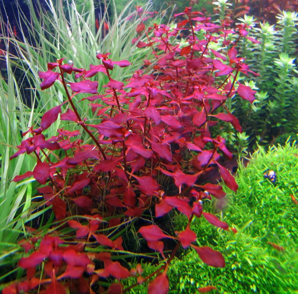 Super Red Mini Ludwigia Repens, water plant, USA.