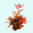 Ludwigia Repens (Rubin)