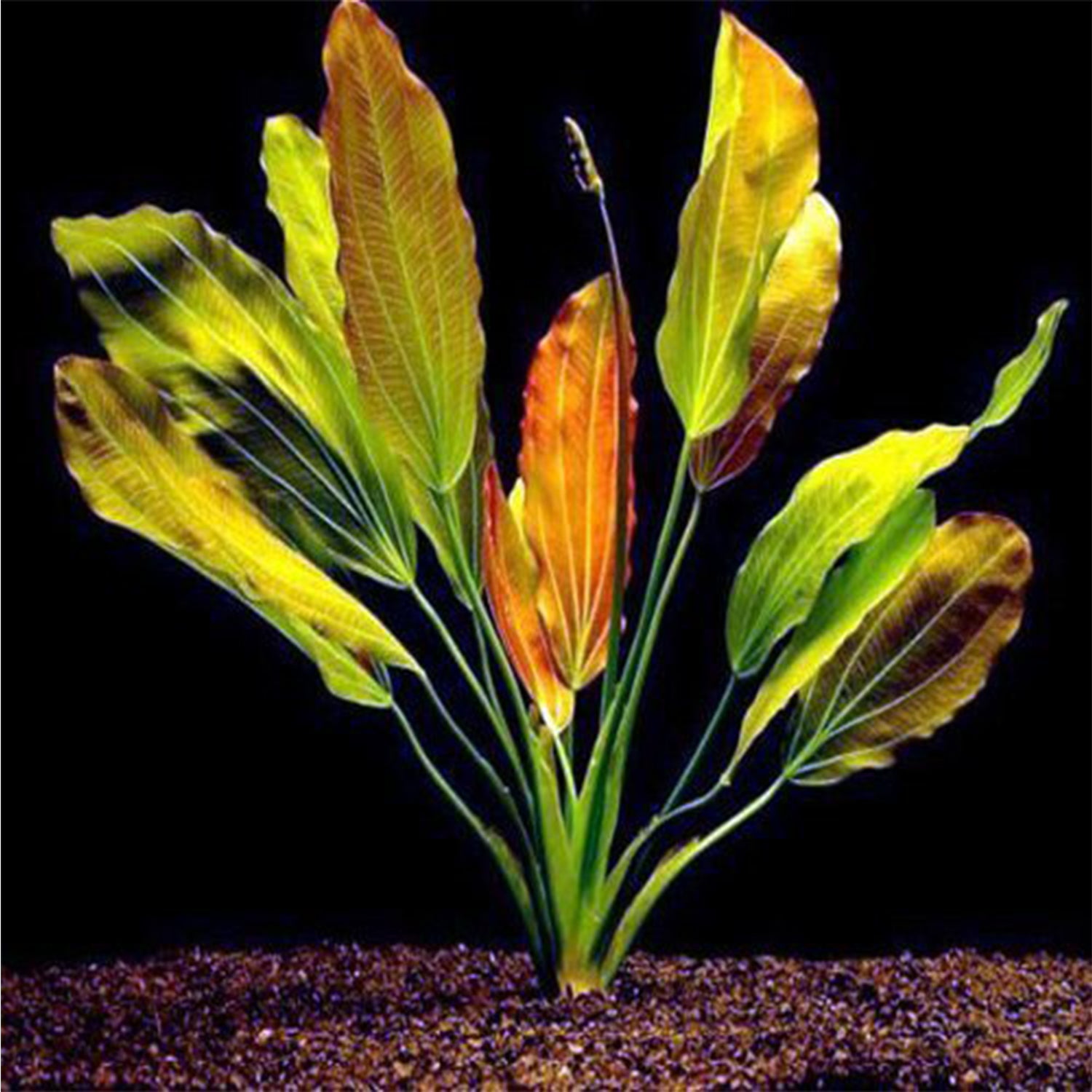 Buy 2 Get 1 Free Amazon Sword Red Rose Echinodorus Live Aquarium Plant Decor - Canton Aquatics