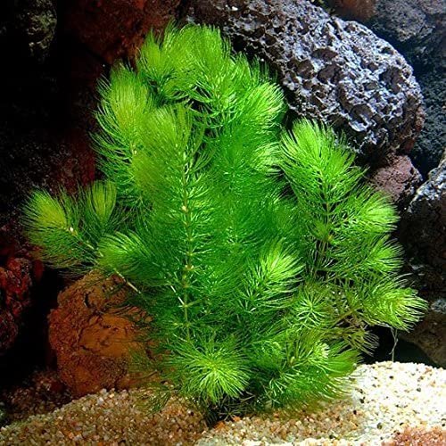 Lush Hornwort Aquatic Plant