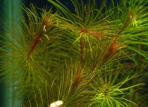 Vietnamese Rotala (Rotala Vietnam)