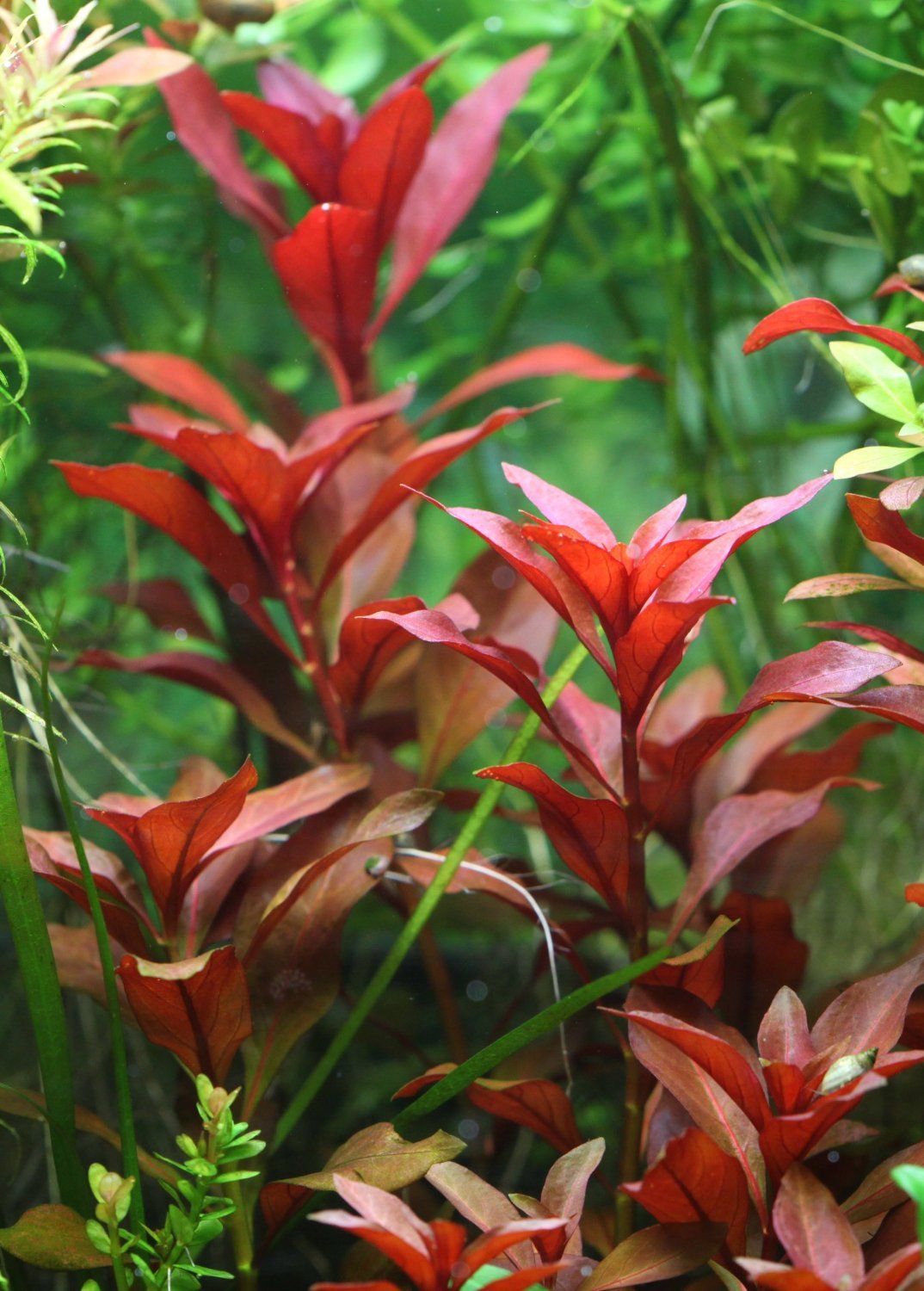 Ludwigia Repens (Rubin)