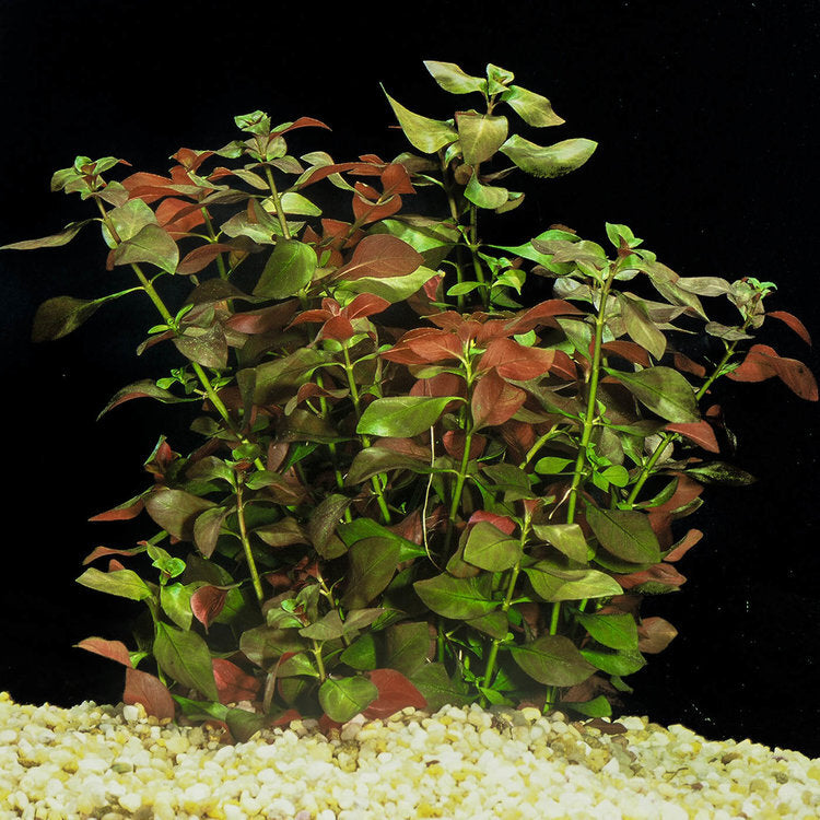 Ludwigia Repens sp