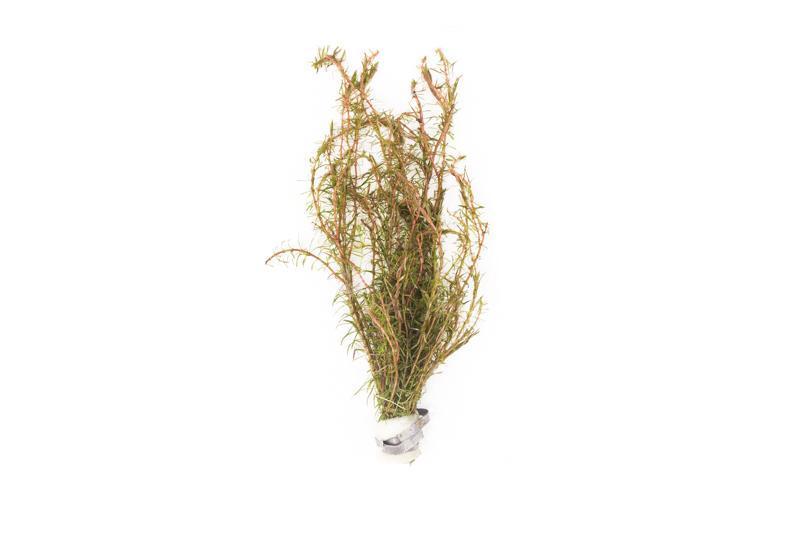 Vietnamese Rotala (Rotala Vietnam)