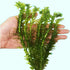 Anacharis Egeria Densa Bunch