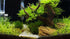 Malaysian Drift Wood Aquascaping Aquarium Decoration