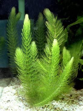 Lush Hornwort Aquatic Plant