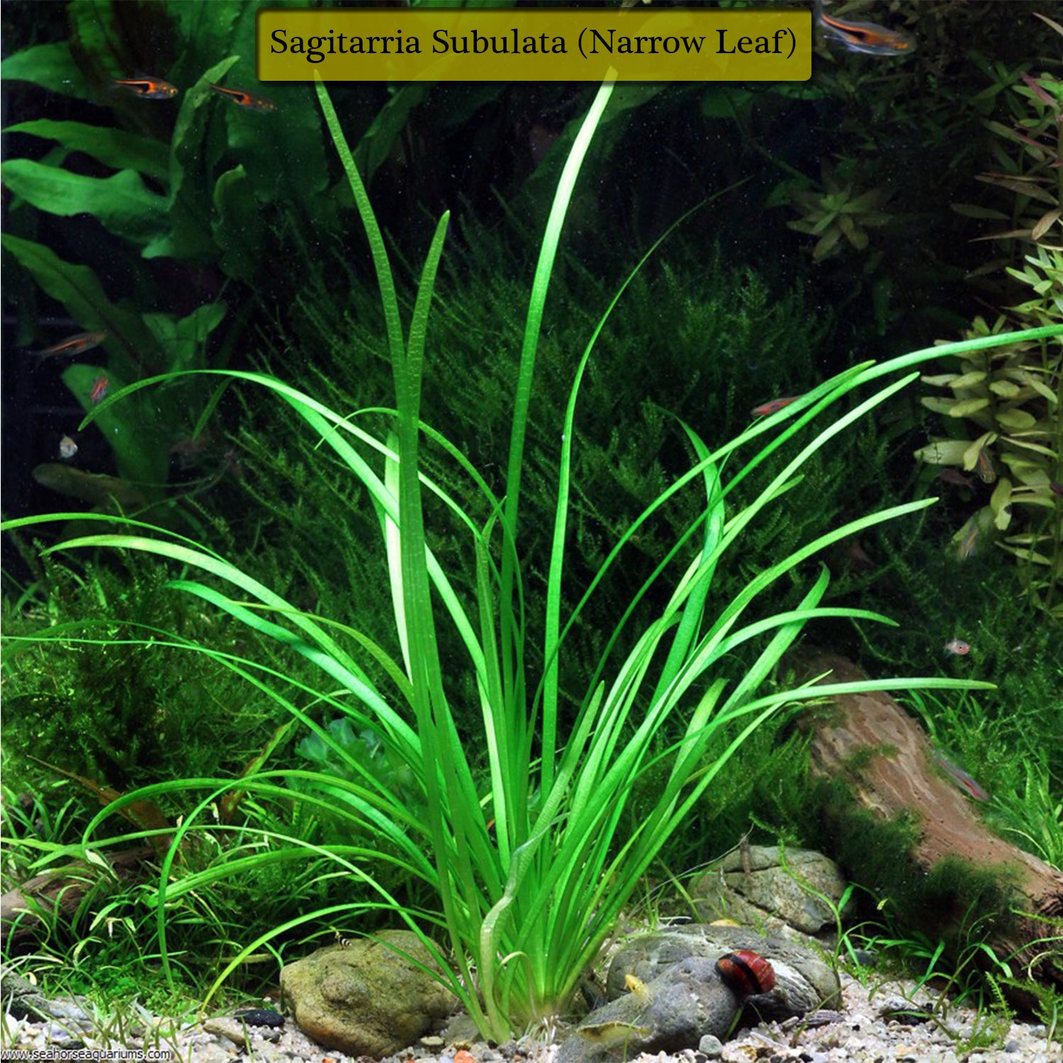 Buy 2 Get 1 Free Dwarf Sagittaria Pusilus NarrowLeaf Live Aquarium Plant Decor - Canton Aquatics