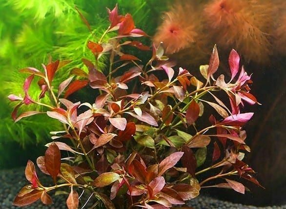 Ludwigia Repens sp