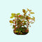 Ludwigia Repens sp