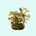 Ludwigia Repens sp