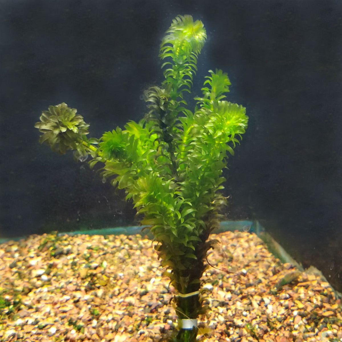 Anacharis Egeria Densa Bunch