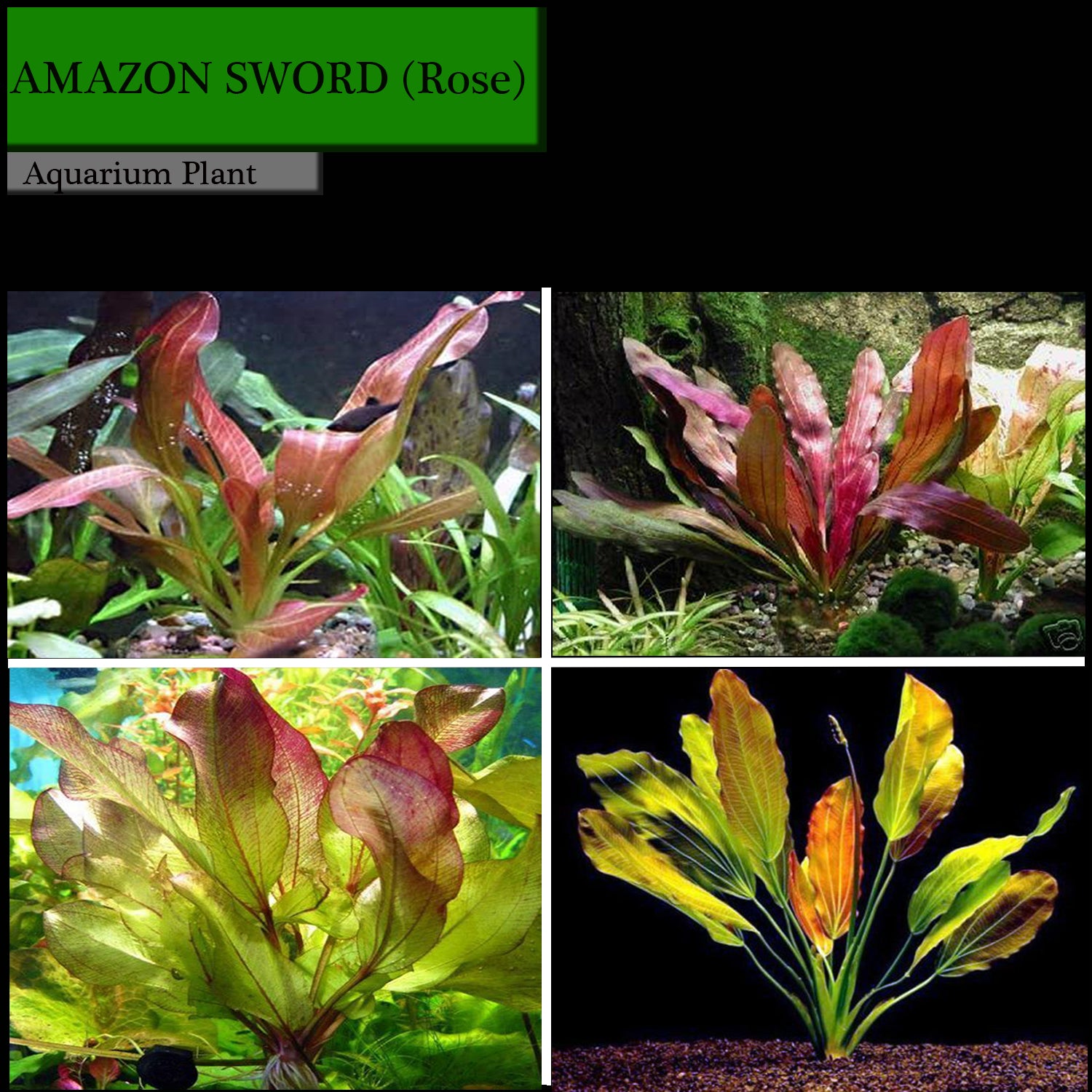 Buy 2 Get 1 Free Amazon Sword Red Rose Echinodorus Live Aquarium Plant Decor - Canton Aquatics