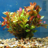 Ludwigia Repens sp