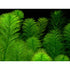 Parrot Feather Plant (Myriophyllum Aquaticum)