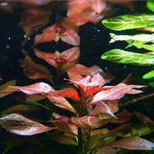 Ludwigia Repens (Rubin)