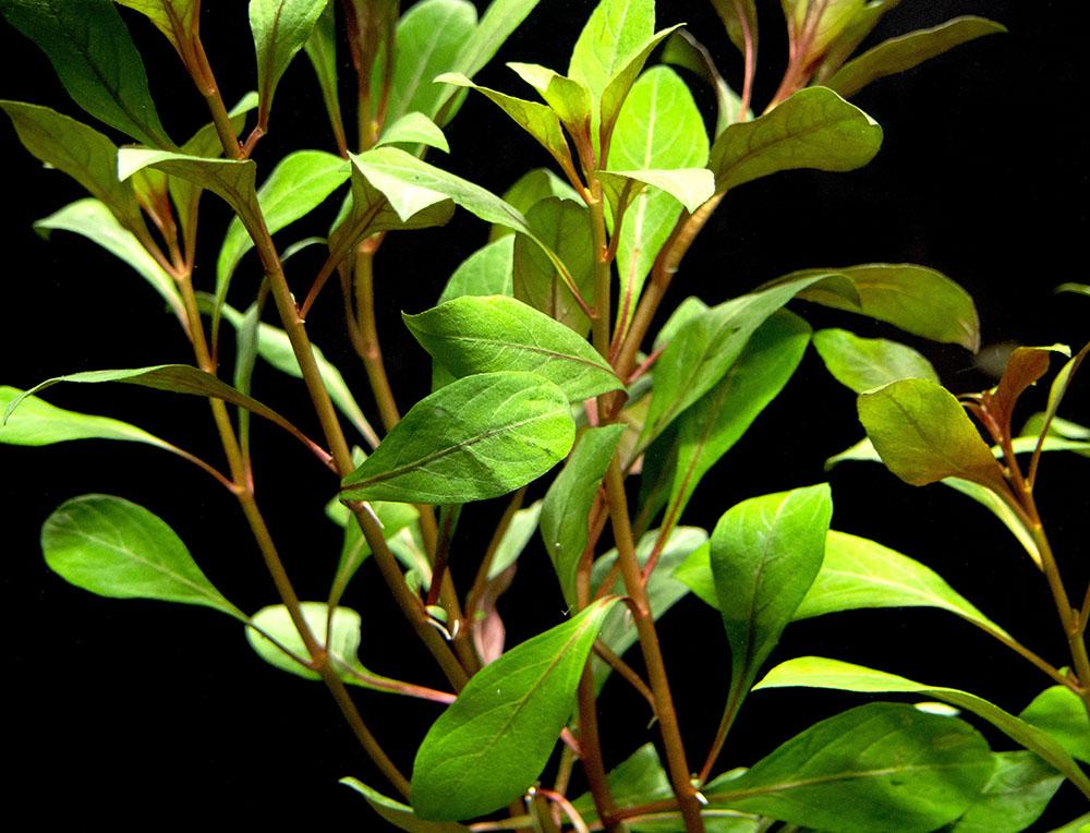 Ludwigia Repens sp