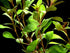 Ludwigia Repens sp