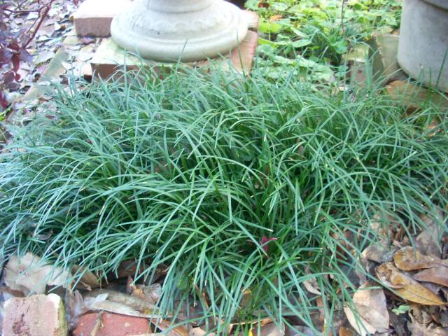 Mondo Grass (Ophiogon Japonica)