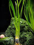 Sagittaria Pusilus NarrowLeaf