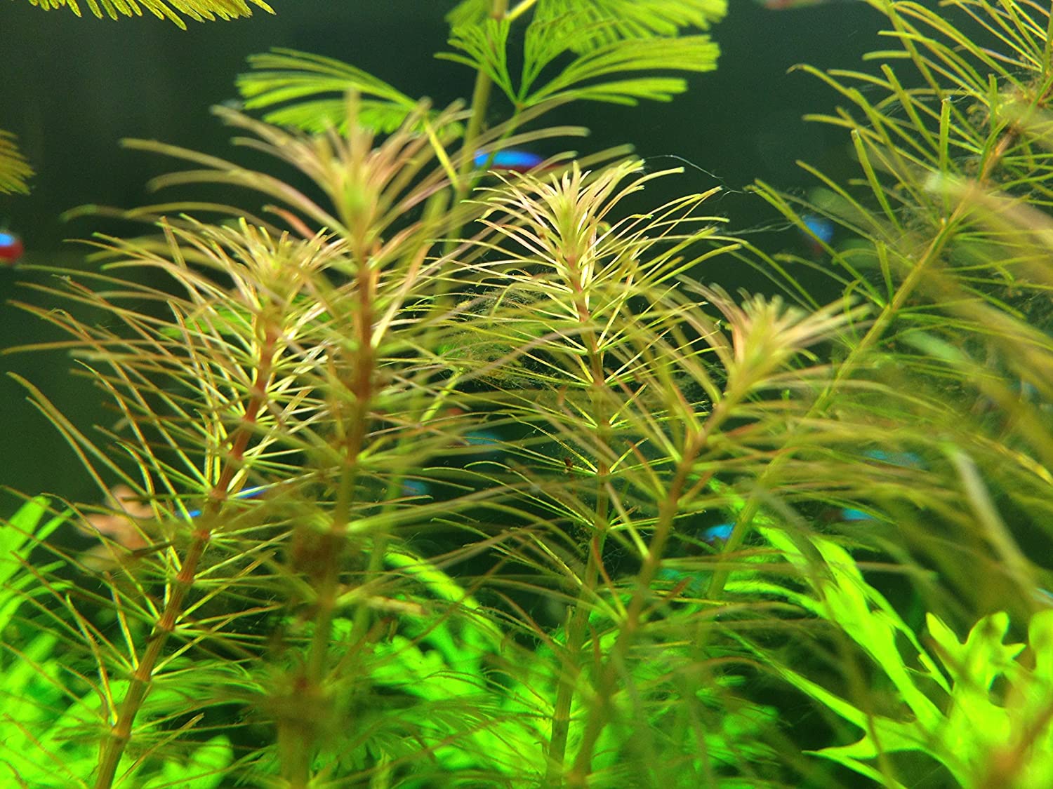 Vietnamese Rotala (Rotala Vietnam)