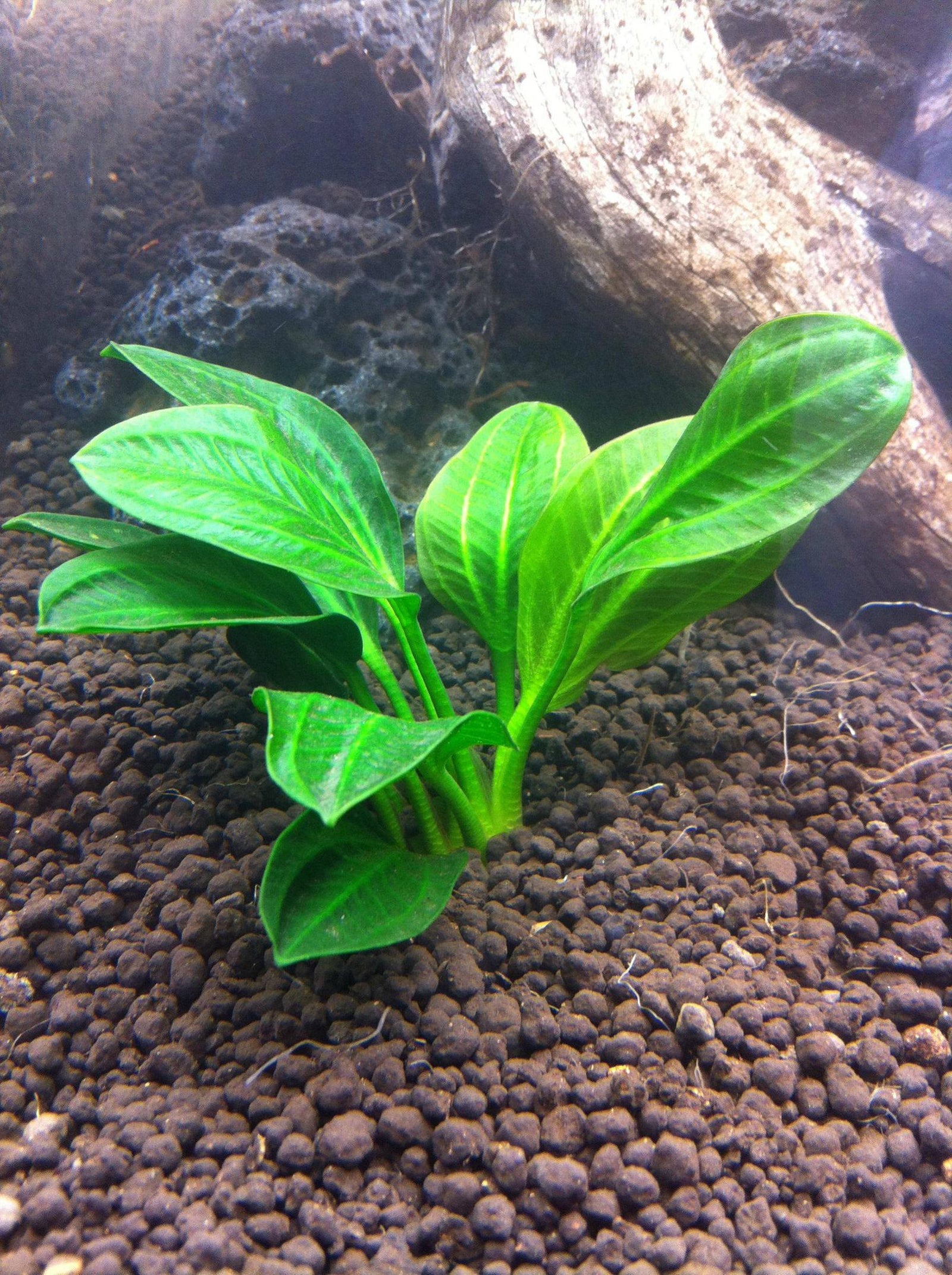 Amazon Rosette (Echinodorus Parviflorus)