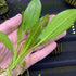 Amazon Melon Sword (Echinodorus Osiris)